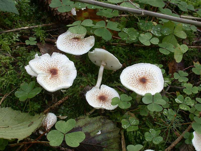 lepiota_cristata.jpg