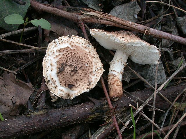 lepiota_echinacea.jpg