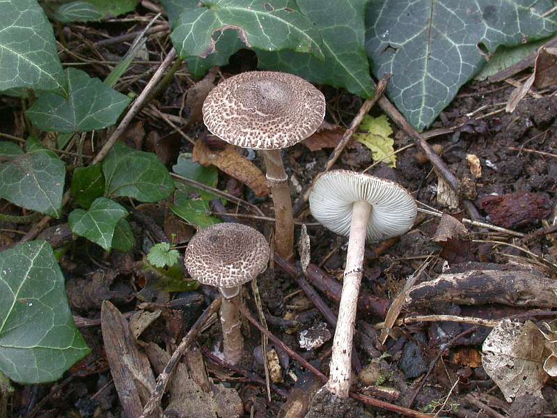 lepiota_lilacea.jpg