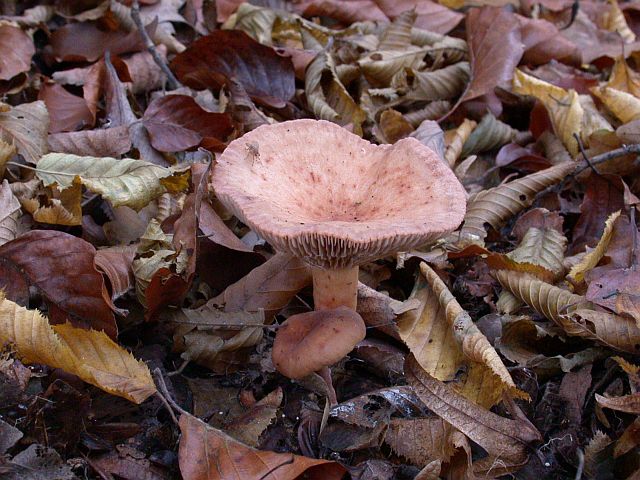 lepista_flaccida_2.jpg