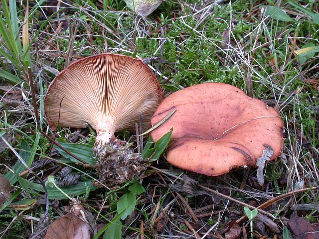 lepista_flaccida_3.jpg