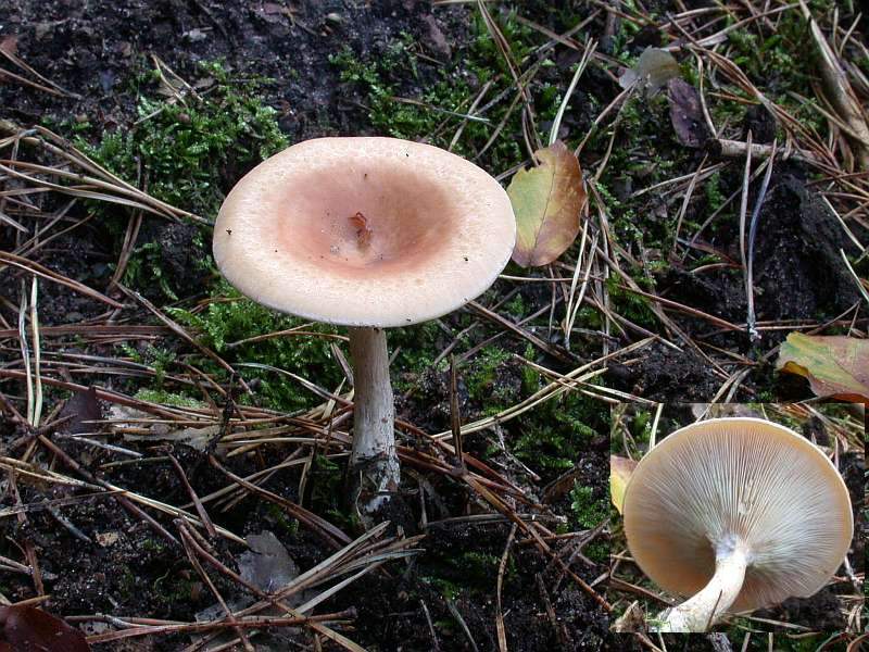 lepista_gilva.jpg