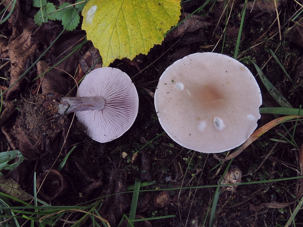 lepista_nuda_3.jpg