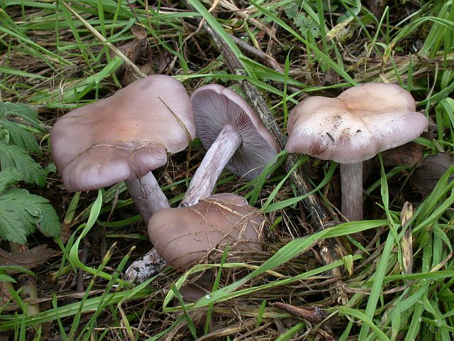 lepista_sordida.jpg