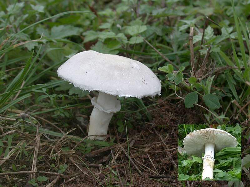 leucoagaricus_holocericeus_1.jpg