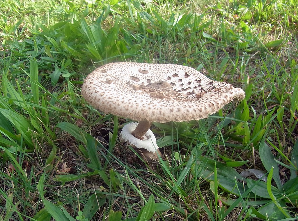 macrolepiota_procera_3.jpg