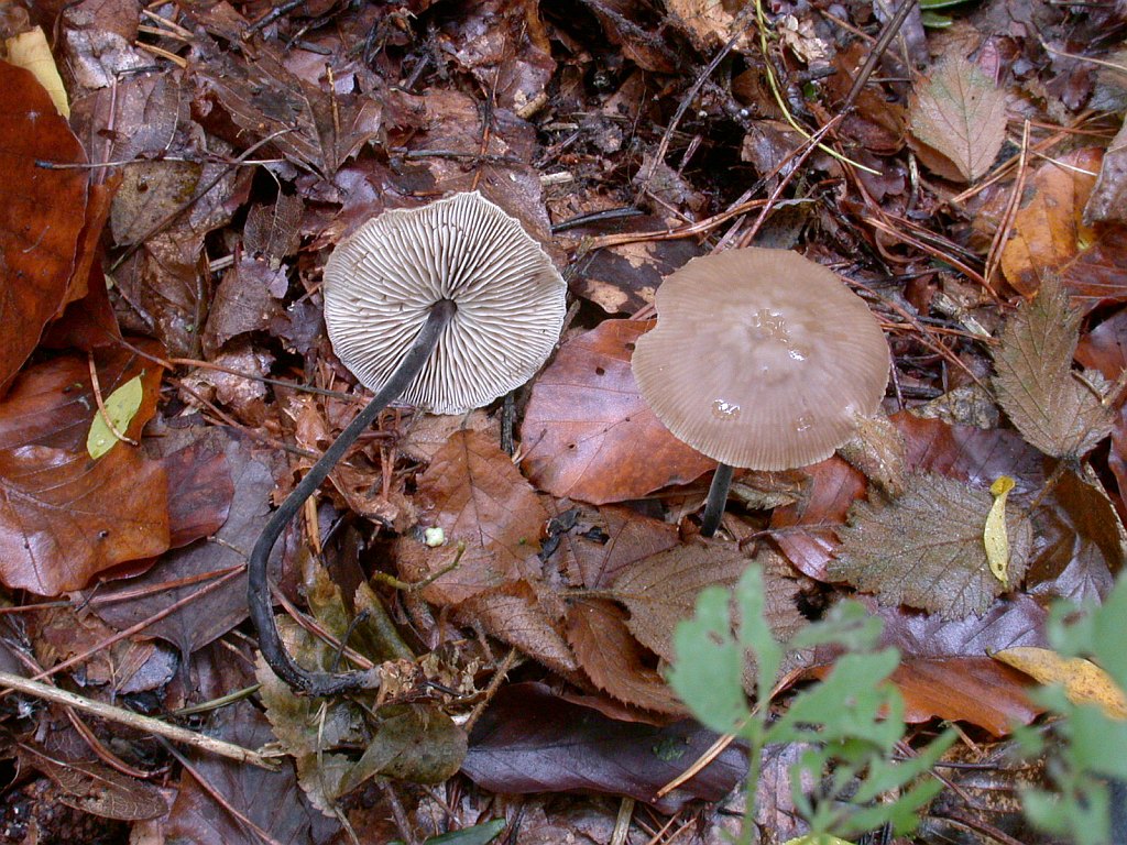 marasmius_alliaceus.jpg