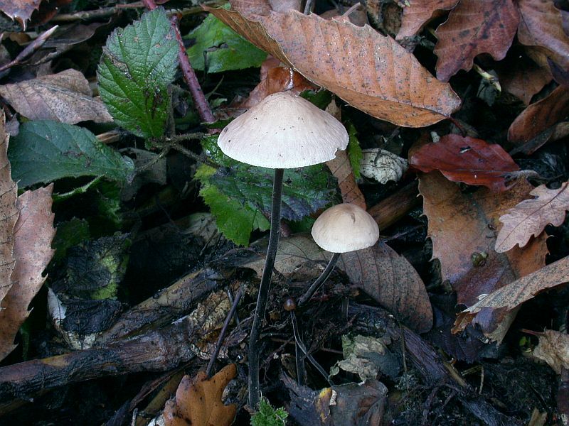 marasmius_alliaceus_1.jpg