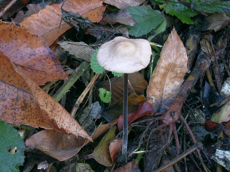 marasmius_alliaceus_2a.jpg