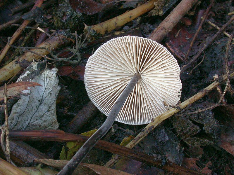 marasmius_alliaceus_2b.jpg
