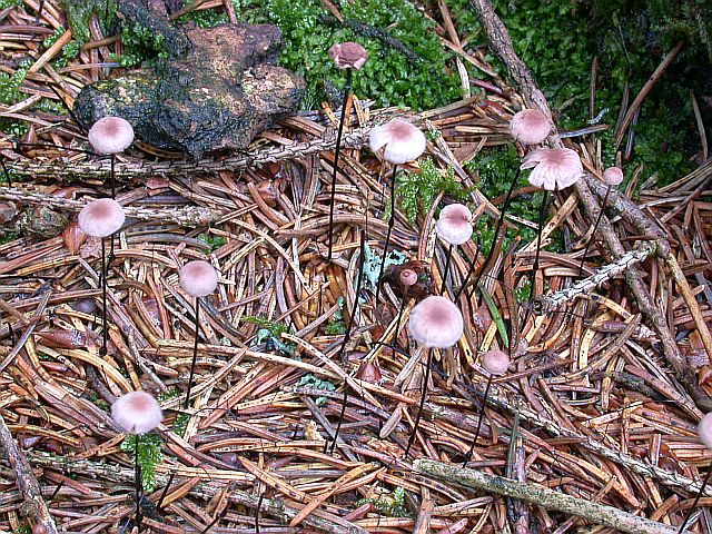 marasmius_androsaceus_4.jpg