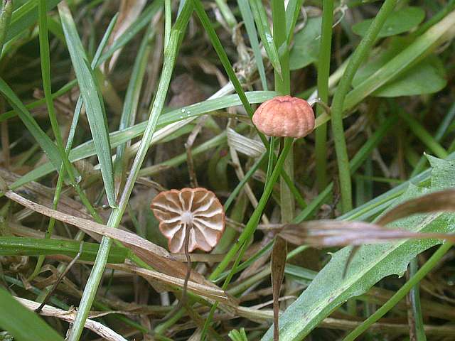 marasmius_curreyi.jpg