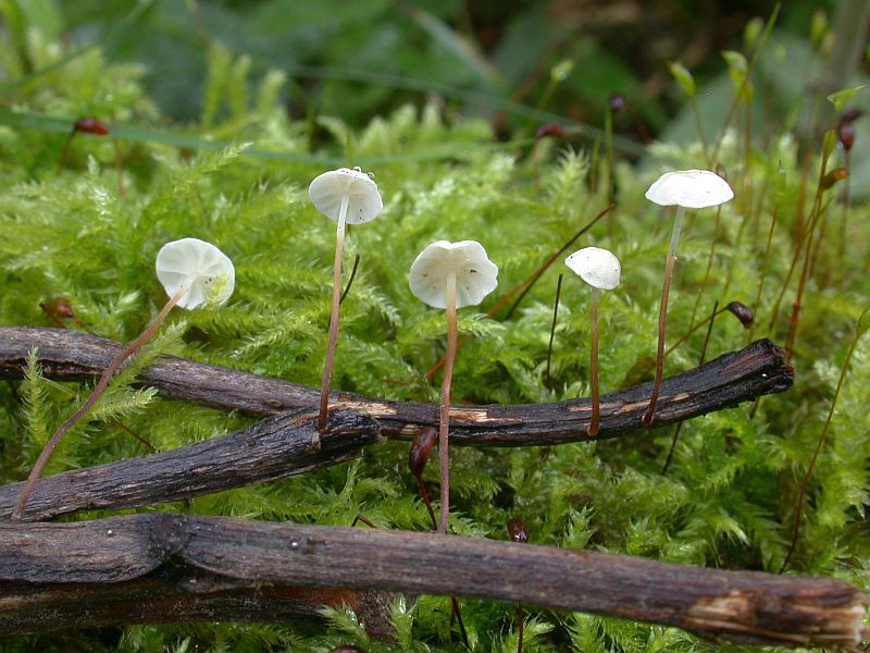 marasmius_epiphyllus.jpg