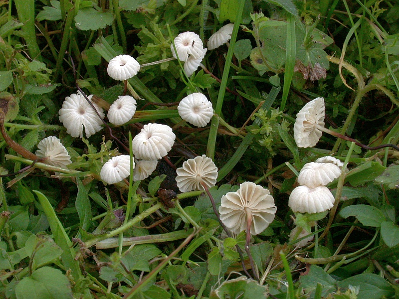 marasmius_rotula_1.jpg