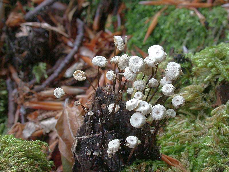 marasmius_rotula_3.jpg