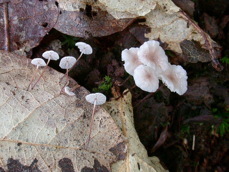 marasmius_setosus_1a.jpg