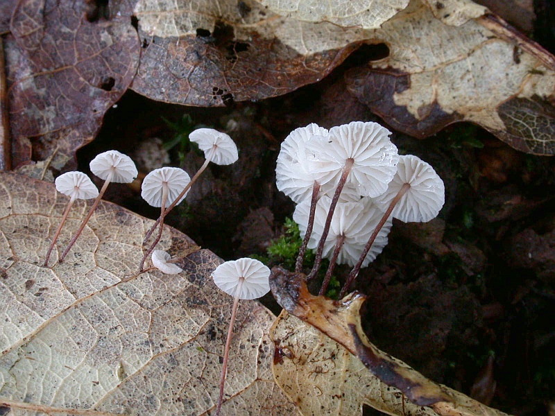 marasmius_setosus_1b.jpg