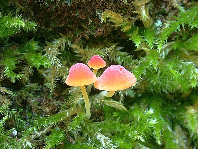 mycena_adonis_2.jpg