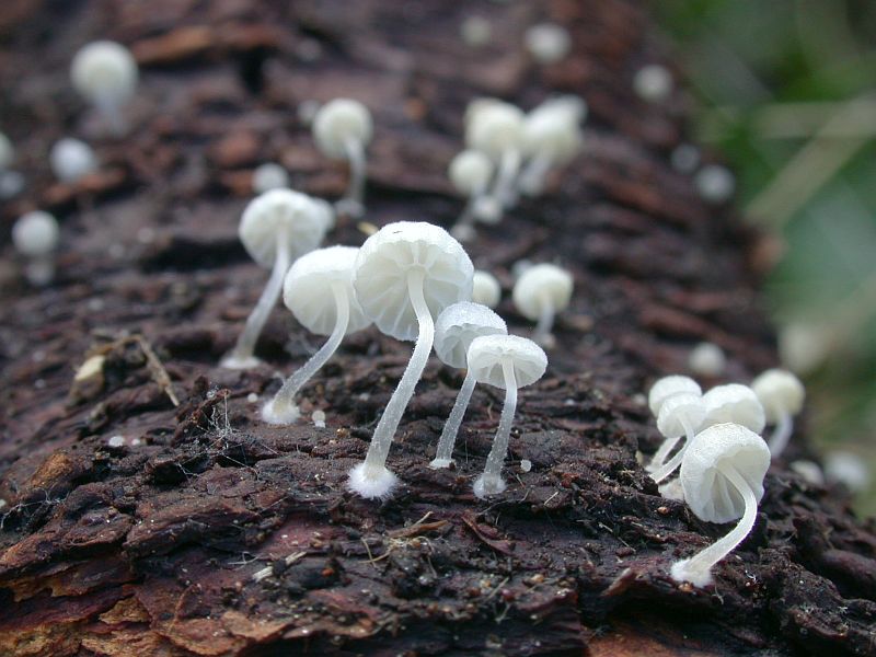 mycena_adscendens_1a_det.H.Sandau.jpg