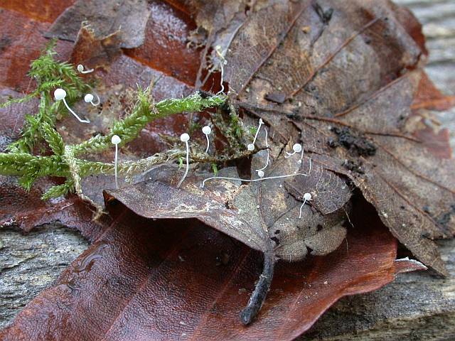 mycena_capillaris_2.jpg