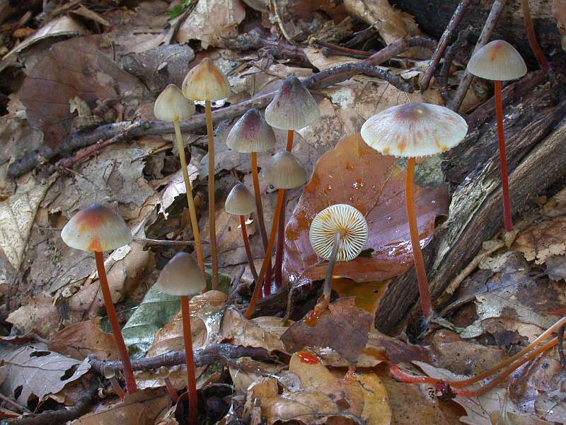 mycena_crocata_1.jpg