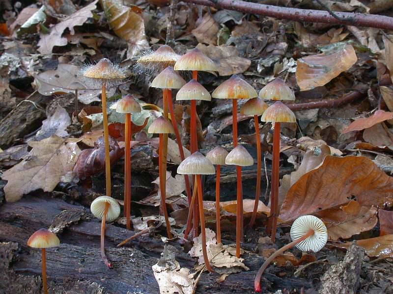 mycena_crocata_2.jpg