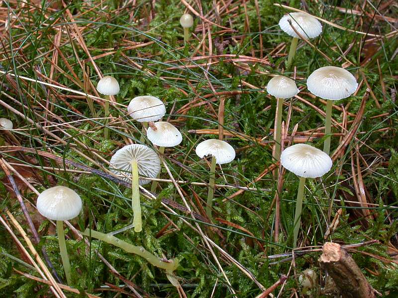 mycena_epipterygia.jpg