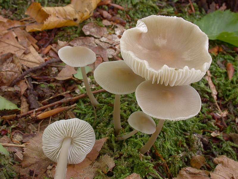 mycena_galericulata_4.jpg