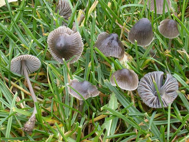 mycena_galopus_var._nigra.jpg