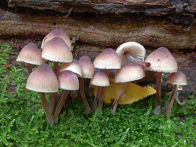 mycena_haematopus_1.jpg