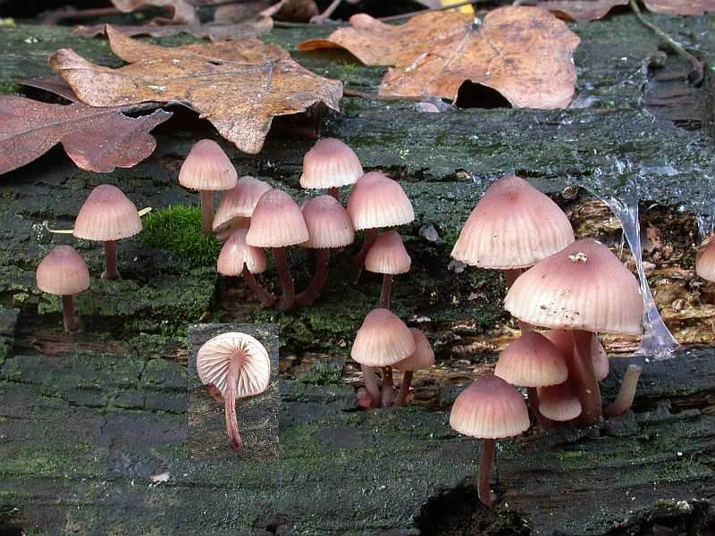mycena_haematopus_2.jpg
