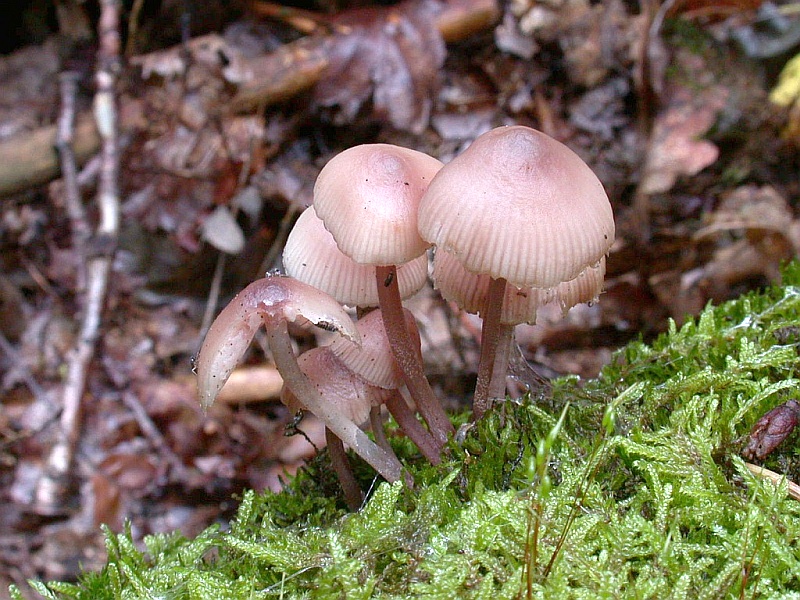 mycena_haematopus_3.jpg