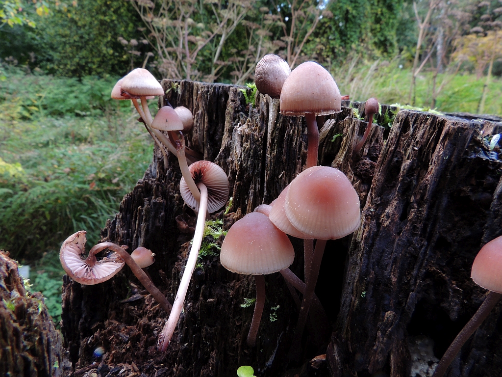 mycena_haematopus_4a.jpg