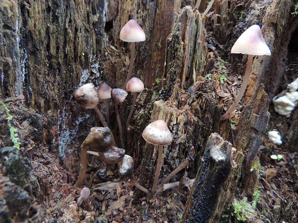mycena_haematopus_4b.jpg