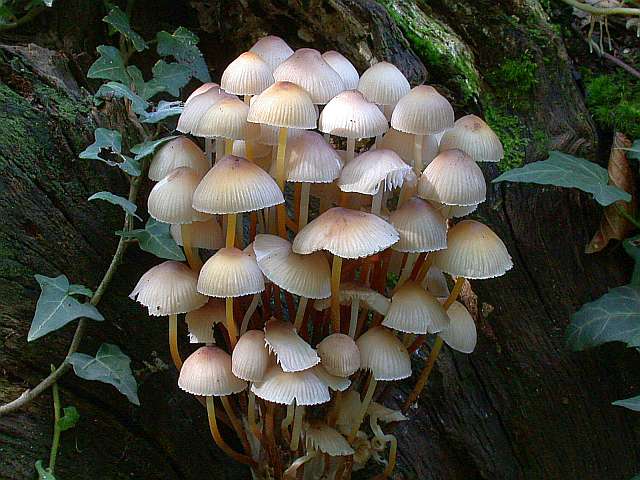 mycena_inclinata_1.jpg