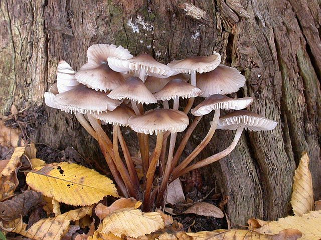 mycena_inclinata_3.jpg