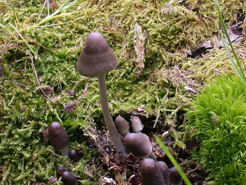 mycena_polygramma_2.jpg