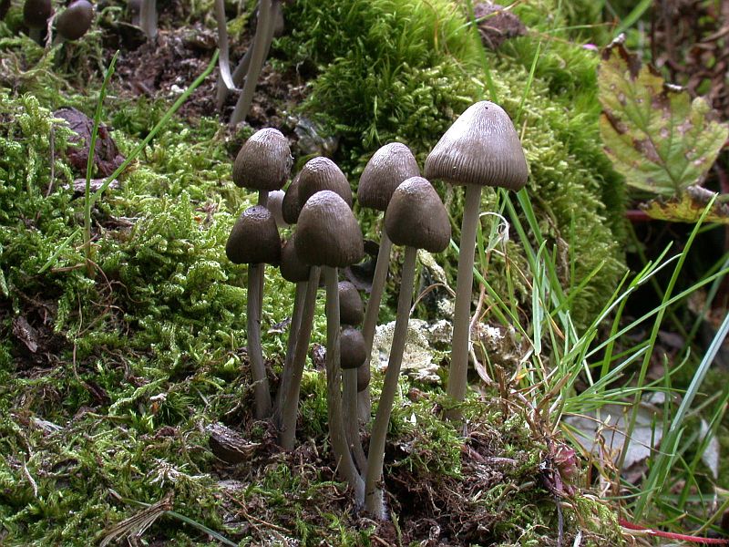 mycena_polygramma_3a.jpg