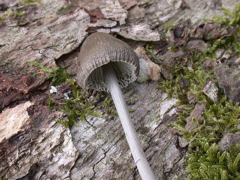 mycena_polygramma_3b.jpg