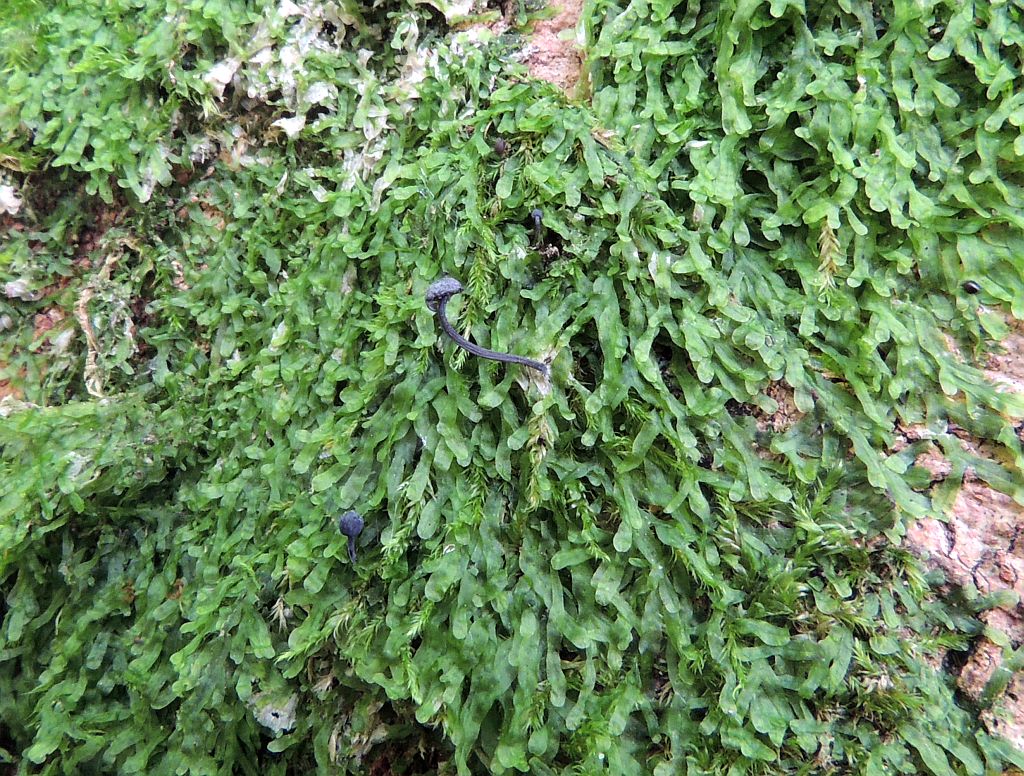 mycena_pseudocorticola_3a.jpg