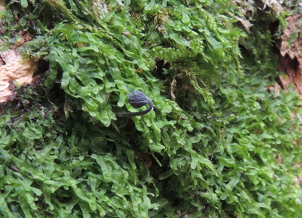mycena_pseudocorticola_3b.jpg