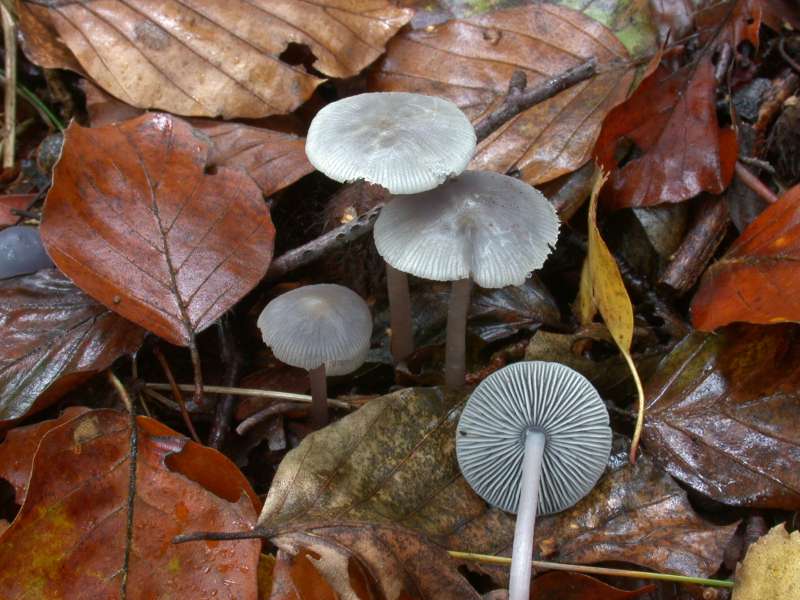 mycena_pura_1.jpg