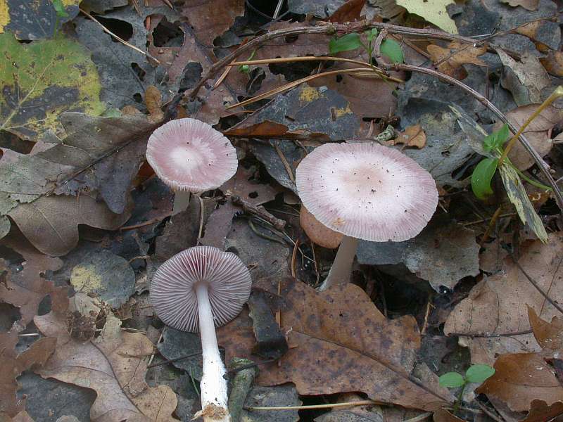 mycena_pura_2.jpg