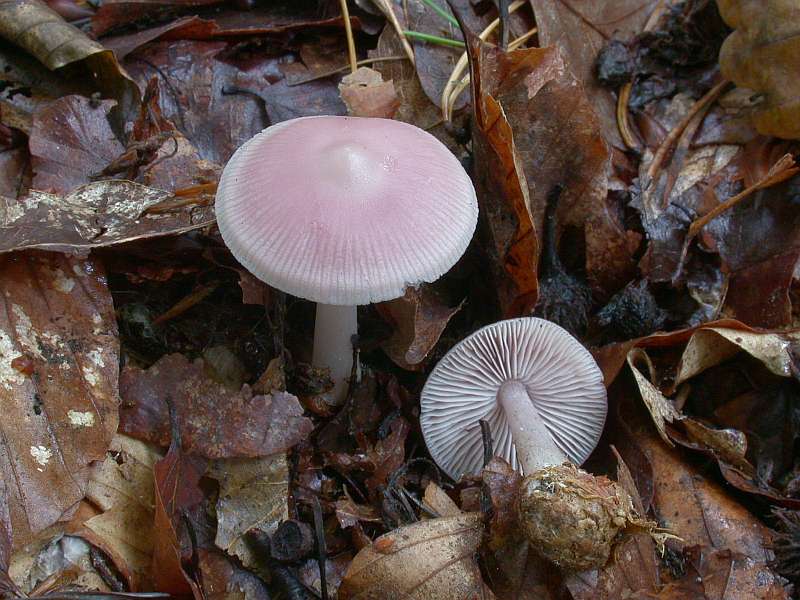 mycena_rosea_1.jpg