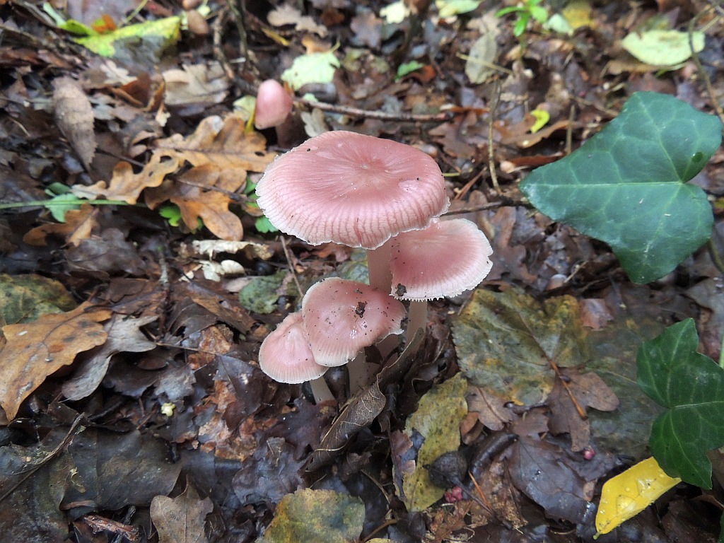 mycena_rosea_2.jpg
