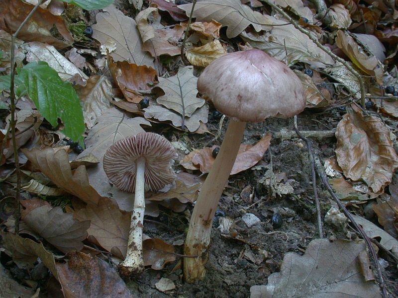 mycena_rosea_3.jpg