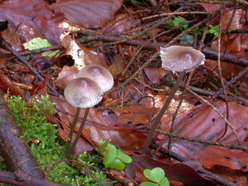 mycena_rubromarginata_1a.jpg
