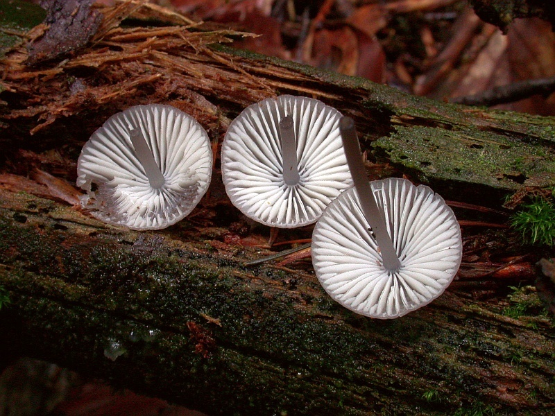 mycena_rubromarginata_1b.jpg