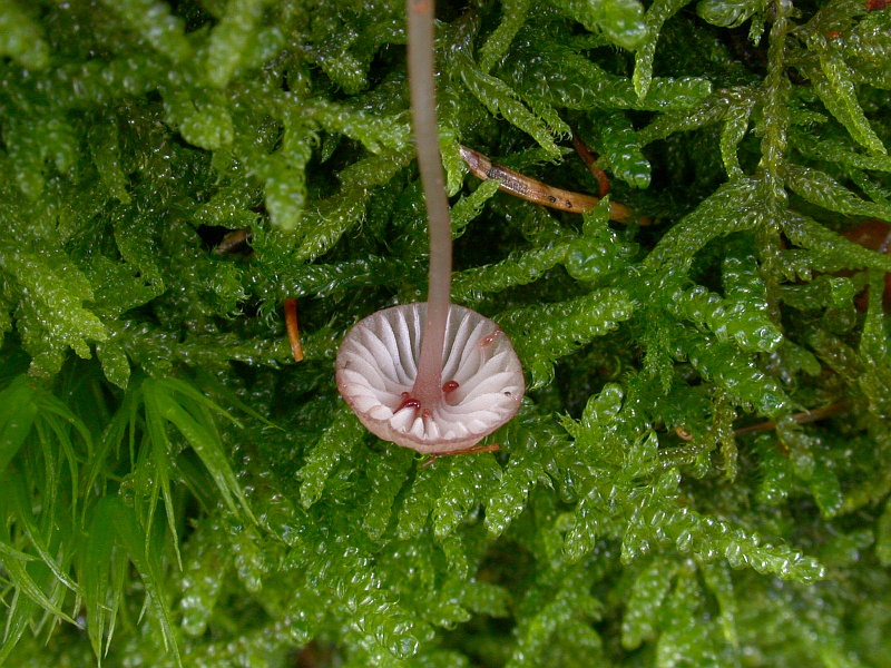 mycena_sanguinolenta_1b.jpg