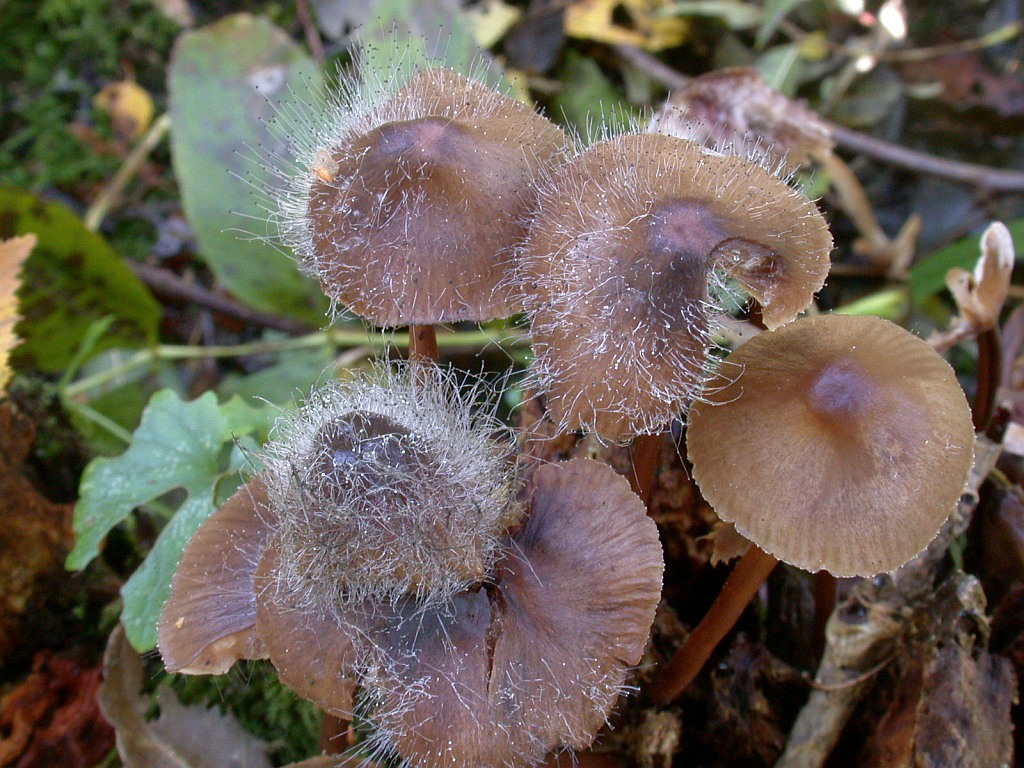 mycena_spec._mit_spinellus_fusiger.jpg